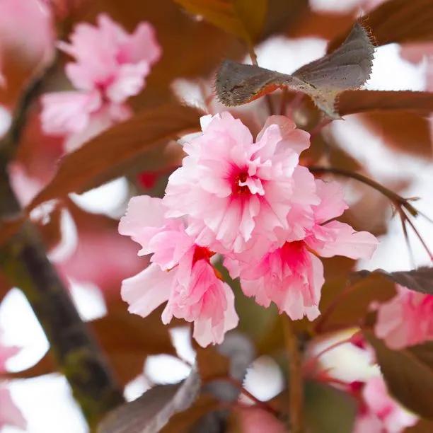 Cherry Royal Burgundy (Prunus serrulata 'Royal Burgundy') 2